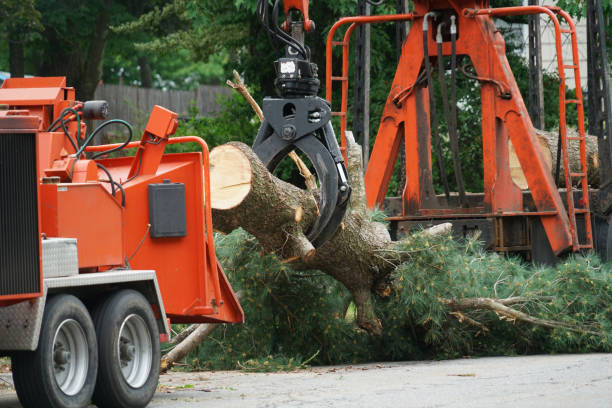 Best Tree Stump Removal  in Abbeville, SC